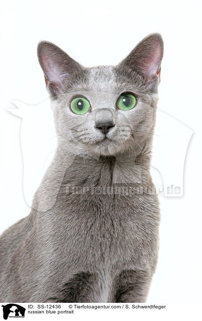 Russisch Blau Portrait / russian blue portrait / SS-12436