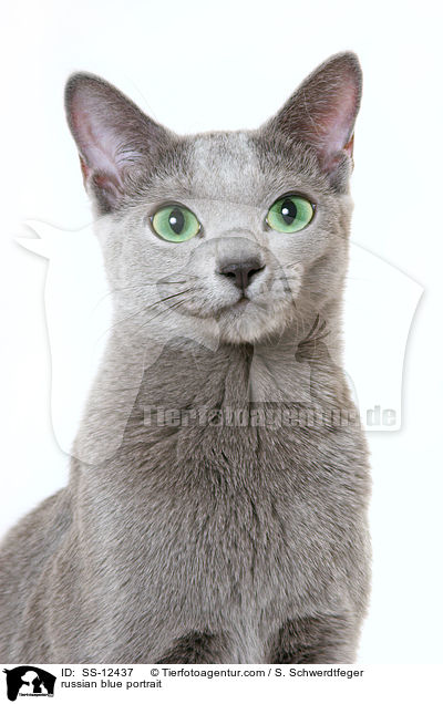 Russisch Blau Portrait / russian blue portrait / SS-12437