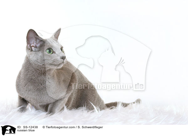 Russisch Blau / russian blue / SS-12438