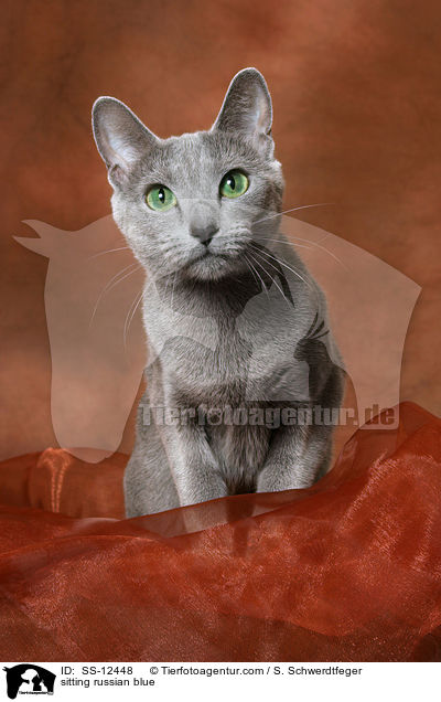 sitzende Russisch Blau / sitting russian blue / SS-12448