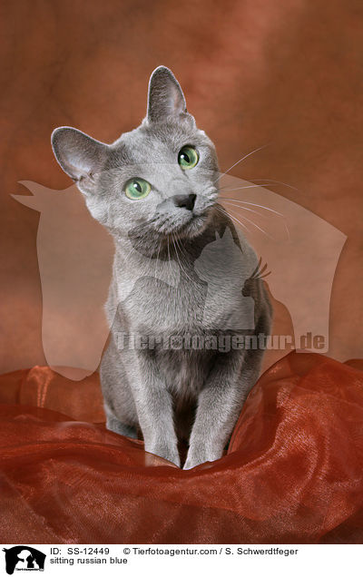 sitzende Russisch Blau / sitting russian blue / SS-12449