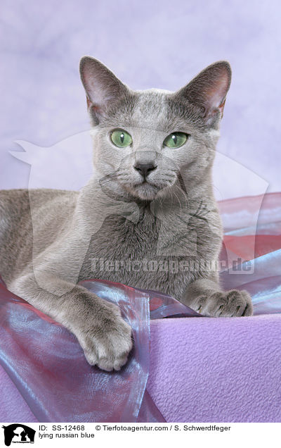 liegende Russisch Blau / lying russian blue / SS-12468
