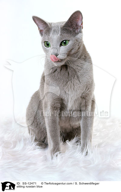 sitzende Russisch Blau / sitting russian blue / SS-12471