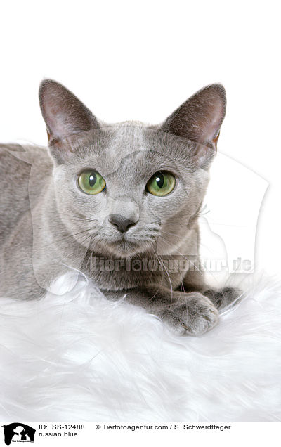 Russisch Blau / russian blue / SS-12488