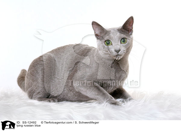 liegende Russisch Blau / lying russian blue / SS-12492