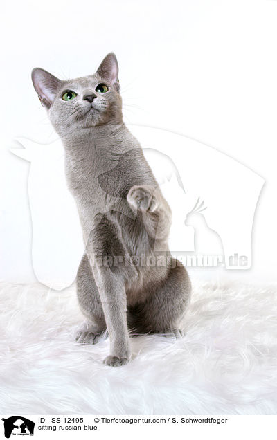 sitzende Russisch Blau / sitting russian blue / SS-12495