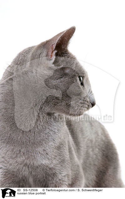 Russisch Blau Portrait / russian blue portrait / SS-12508