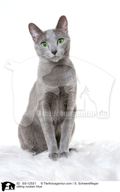 sitzende Russisch Blau / sitting russian blue / SS-12521
