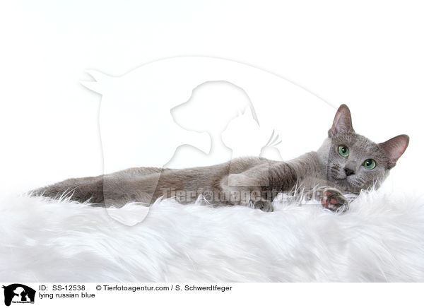 liegende Russisch Blau / lying russian blue / SS-12538