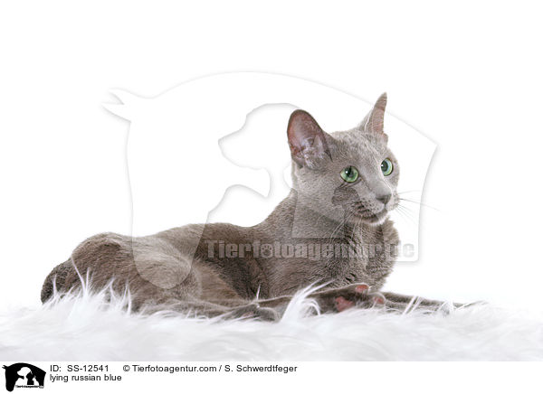 liegende Russisch Blau / lying russian blue / SS-12541