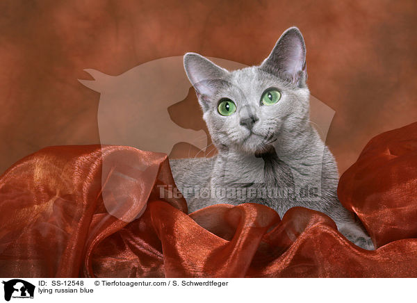 liegende Russisch Blau / lying russian blue / SS-12548