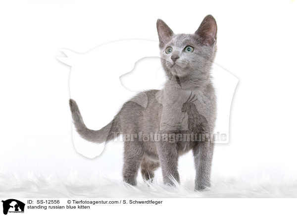 stehendes Russisch Blau Ktzchen / standing russian blue kitten / SS-12556