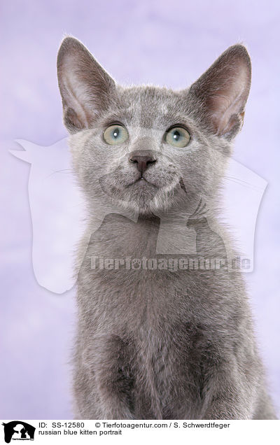 Russisch Blau Ktzchen Portrait / russian blue kitten portrait / SS-12580