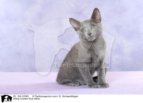 sitzende Russisch Blau Ktzchen / sitting russian blue kitten / SS-12582