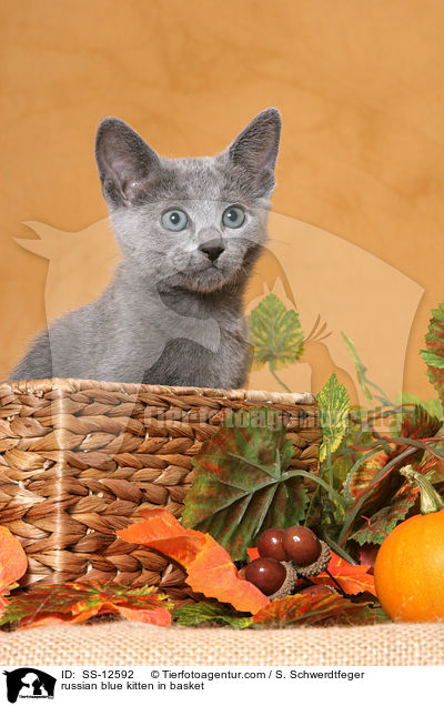 russian blue kitten in basket / SS-12592