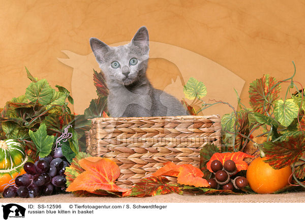 Russisch Blau Ktzchen im Krbchen / russian blue kitten in basket / SS-12596