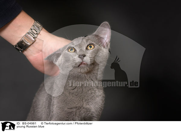 young Russian blue / BS-04981