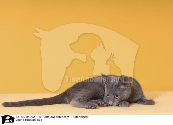 young Russian blue / BS-04992