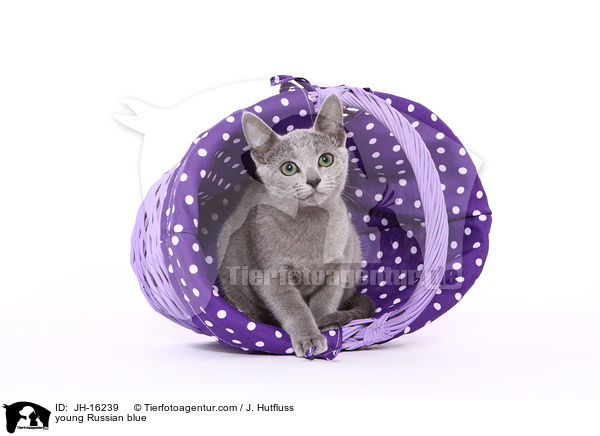 junge Russisch Blau / young Russian blue / JH-16239