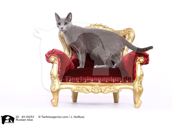 Russisch Blau / Russian blue / JH-16253