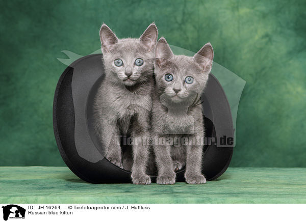 Russian blue kitten / JH-16264