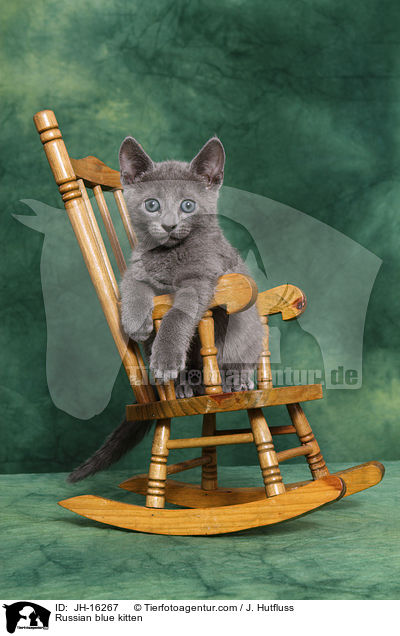 Russian blue kitten / JH-16267