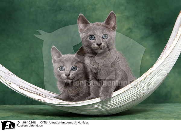 Russisch Blau K�tzchen / Russian blue kitten / JH-16268