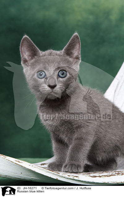 Russisch Blau Ktzchen / Russian blue kitten / JH-16271