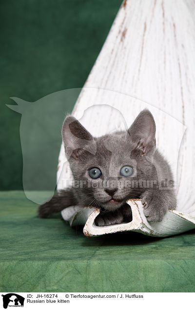 Russisch Blau K�tzchen / Russian blue kitten / JH-16274