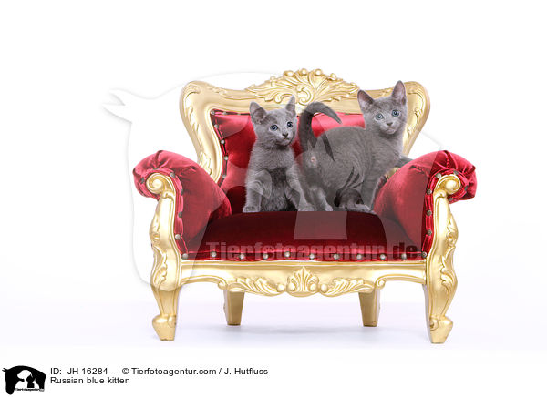 Russisch Blau Ktzchen / Russian blue kitten / JH-16284