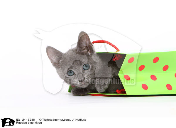 Russisch Blau Ktzchen / Russian blue kitten / JH-16288