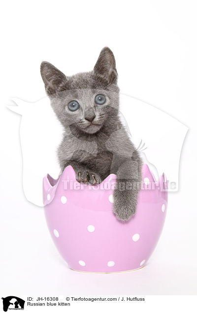 Russian blue kitten / JH-16308