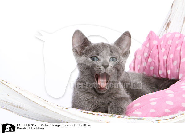 Russisch Blau Ktzchen / Russian blue kitten / JH-16317