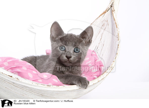 Russian blue kitten / JH-16320