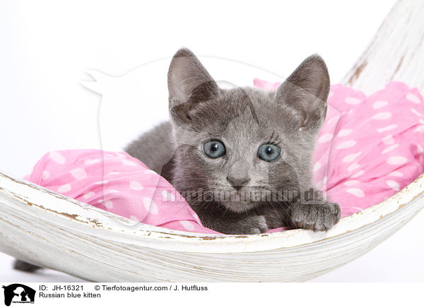 Russisch Blau K�tzchen / Russian blue kitten / JH-16321