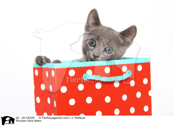 Russian blue kitten / JH-16328