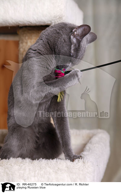 playing Russian blue / RR-46275