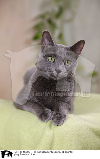lying Russian blue / RR-46302
