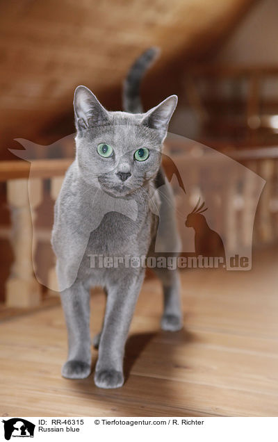 Russian blue / RR-46315