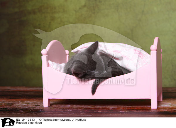 Russisch Blau Ktzchen / Russian blue kitten / JH-19313