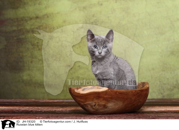 Russisch Blau Ktzchen / Russian blue kitten / JH-19320
