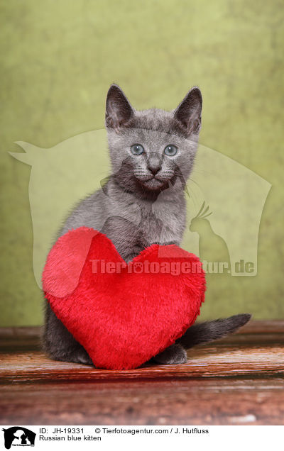 Russisch Blau Ktzchen / Russian blue kitten / JH-19331
