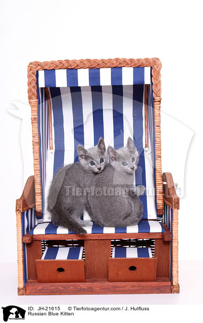 Russisch Blau Ktzchen / Russian Blue Kitten / JH-21615