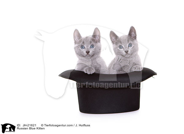 Russisch Blau Ktzchen / Russian Blue Kitten / JH-21621