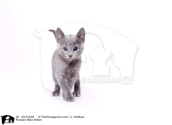 Russisch Blau Ktzchen / Russian Blue Kitten / JH-21628