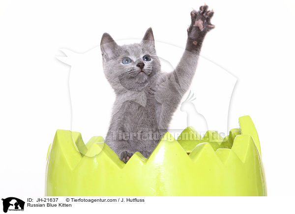 Russian Blue Kitten / JH-21637