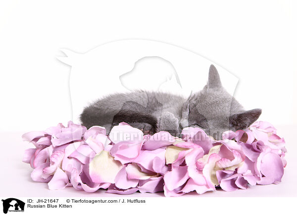 Russisch Blau Ktzchen / Russian Blue Kitten / JH-21647