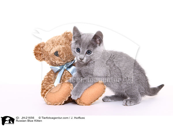 Russian Blue Kitten / JH-21656