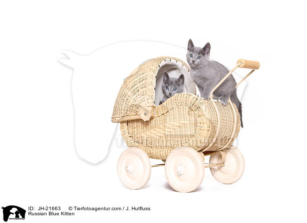 Russisch Blau Ktzchen / Russian Blue Kitten / JH-21663