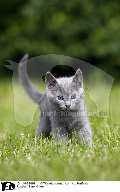 Russian Blue Kitten / JH-21668